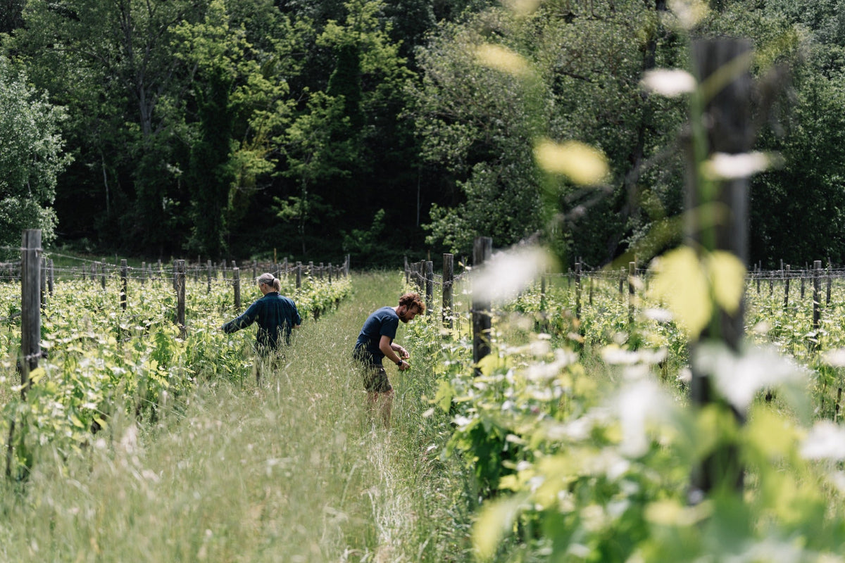 I Sentieri del Chianti Classico – cammino tra i vigneti