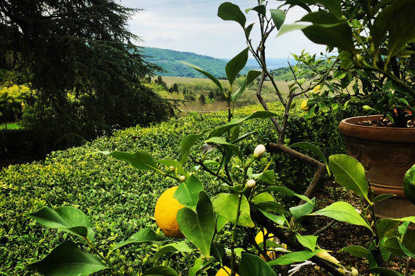 Viaggio sulle colline del Chianti Rufina