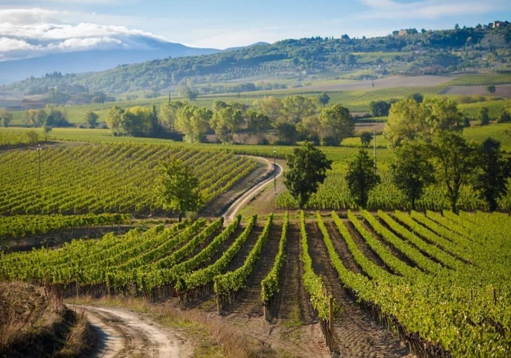 Fuga in E-Bike nel Chianti Classico – paesaggio dei vigneti